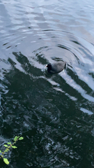 Fulica atra