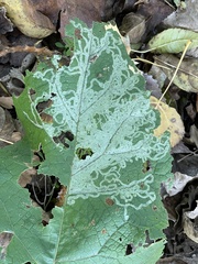 Phytomyza albiceps group