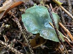 Lactarius aurantiosordidus