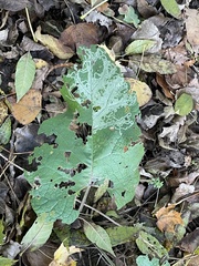 Phytomyza albiceps group