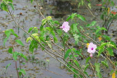 Ipomoea carnea