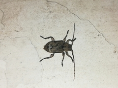 Leptostylus albicinctus