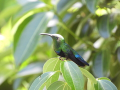 Eulampis holosericeus