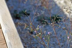 Limonium ramosissimum