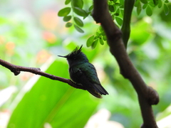 Orthorhyncus cristatus