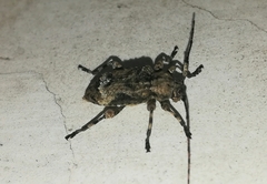 Leptostylus albicinctus