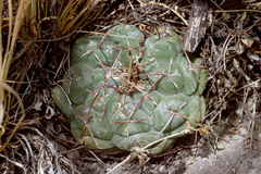 Thelocactus hexaedrophorus hexaedrophorus