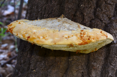 Pseudospongipellis unicolor