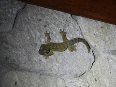 Thecadactylus rapicauda