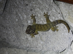 Thecadactylus rapicauda