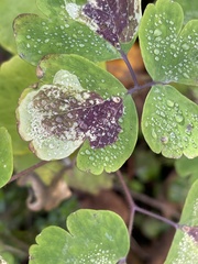 Phytomyza aquilegiae group