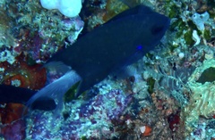 Pycnochromis caudalis