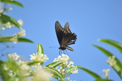 Battus polydamas polydamas