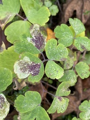 Phytomyza aquilegiae group