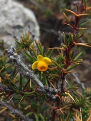 Berberis empetrifolia