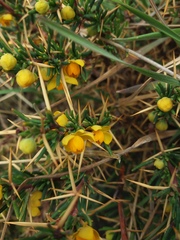 Berberis empetrifolia