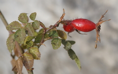 Rosa rubiginosa