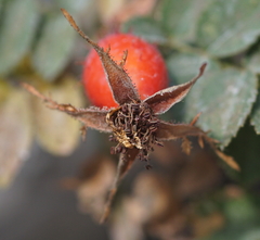 Rosa rubiginosa