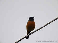 Phoenicurus frontalis