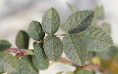 Rosa rubiginosa