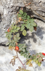 Rosa rubiginosa