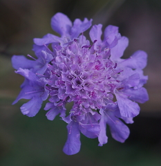 Scabiosa lucida