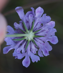 Scabiosa lucida