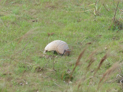 Euphractus sexcinctus