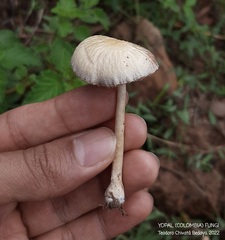 Agrocybe retigera