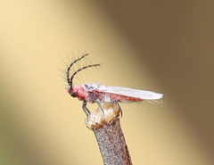 Icerya
