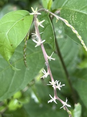 Petiveria alliacea