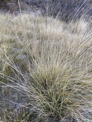 Muhlenbergia rigens