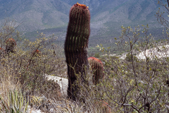 Ferocactus pilosus