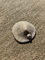 Paraconcavus pacificus