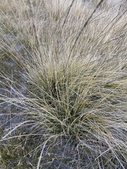 Muhlenbergia rigens