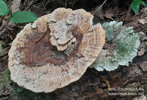 Trametes tenuis