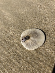 Paraconcavus pacificus