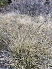 Muhlenbergia rigens