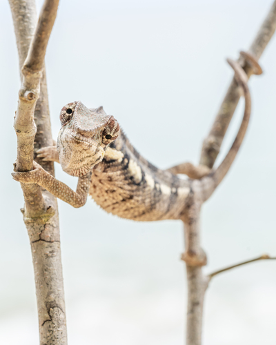 Panther Chameleon