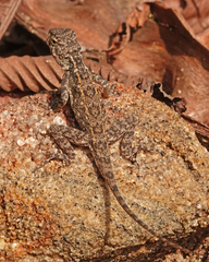 Agamidae