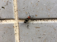 Xylotrechus rufilius