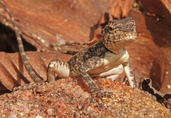 Agamidae