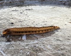 Cobitis taenia