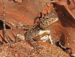Agamidae