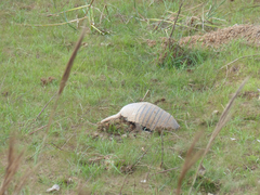 Euphractus sexcinctus