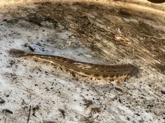 Cobitis taenia