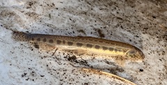 Cobitis taenia