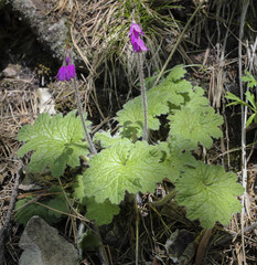 Primula matthioli
