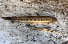 Cobitis taenia