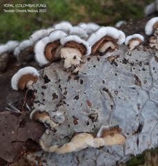 Auricularia brasiliana